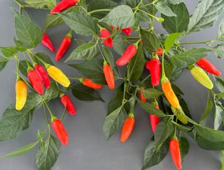 Tabasco