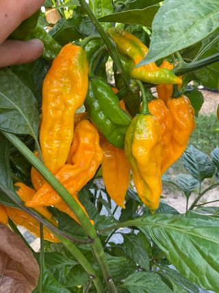 Fatalii Yellow