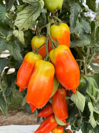 Solanum lycopersicum
