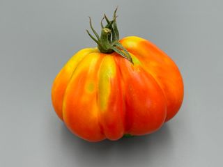 Canestrino