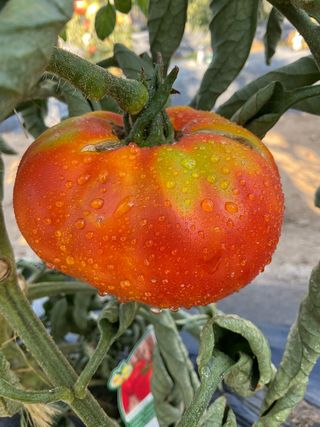Marmande Veronica F1