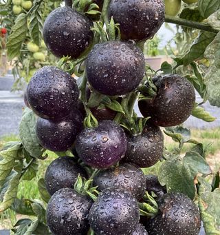 Black Cocktail