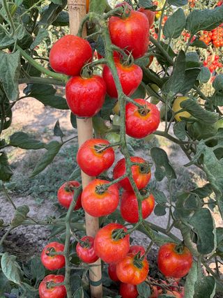 Gardenberry F1