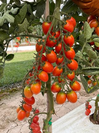 Tutti Frutti F1
