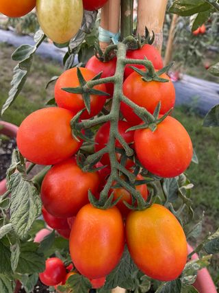 Crazy Cherry F1