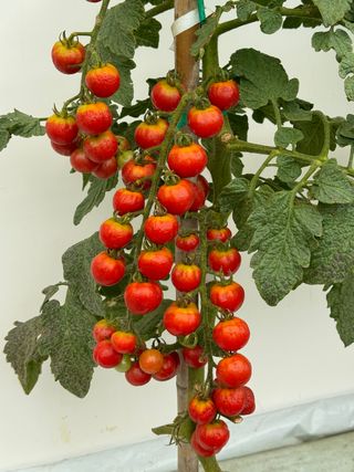 Bgt 22096 F1 (bon Bon)