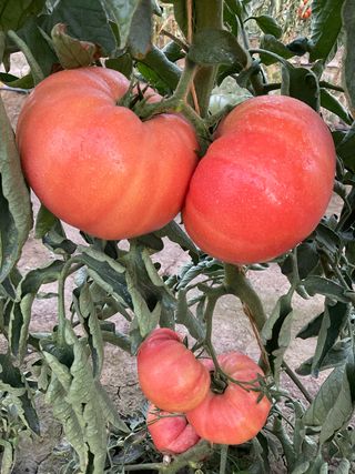 Buffalo Pink F1 (rosalinda)