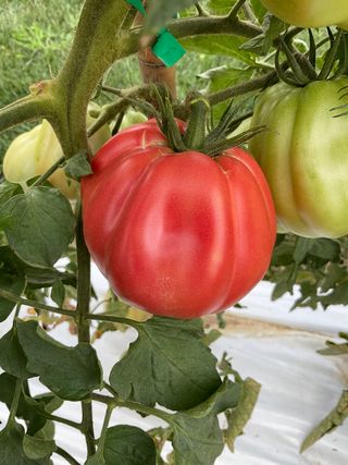 Rosamunda F1