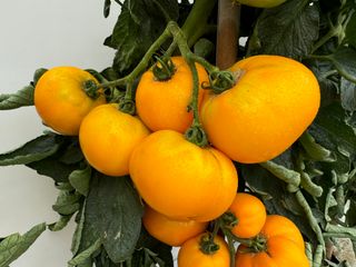 Tipo Tondo Giallo