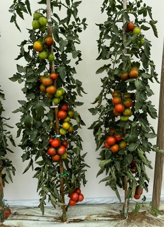 Kallyspera F1