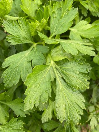Petroselinum crispum