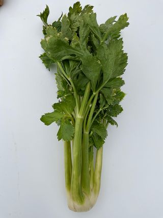 Apium graveolens