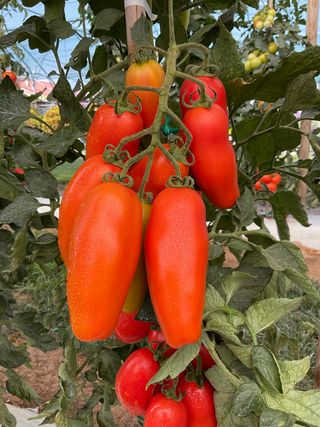 San Marzano F1 Thunder