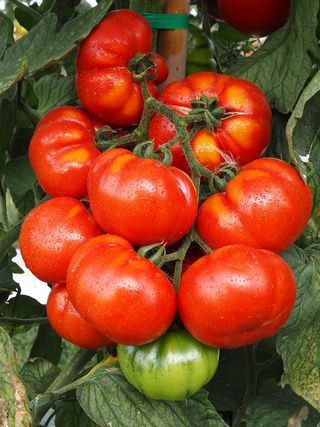 Marmande F1 Veronica