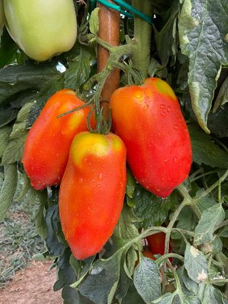 Corno delle Ande Bellandine F1