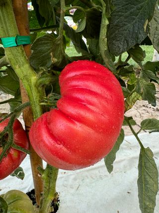 Belrose F1 Rosetano