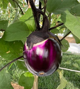 Violetta di Firenze Barbarella F1