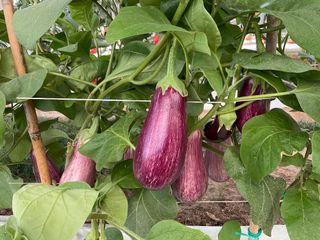Striata-(ml253) F1