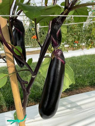 Lunga Senza Semi -black Stream F1