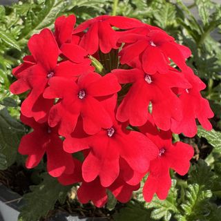 Majesty® Compact Red