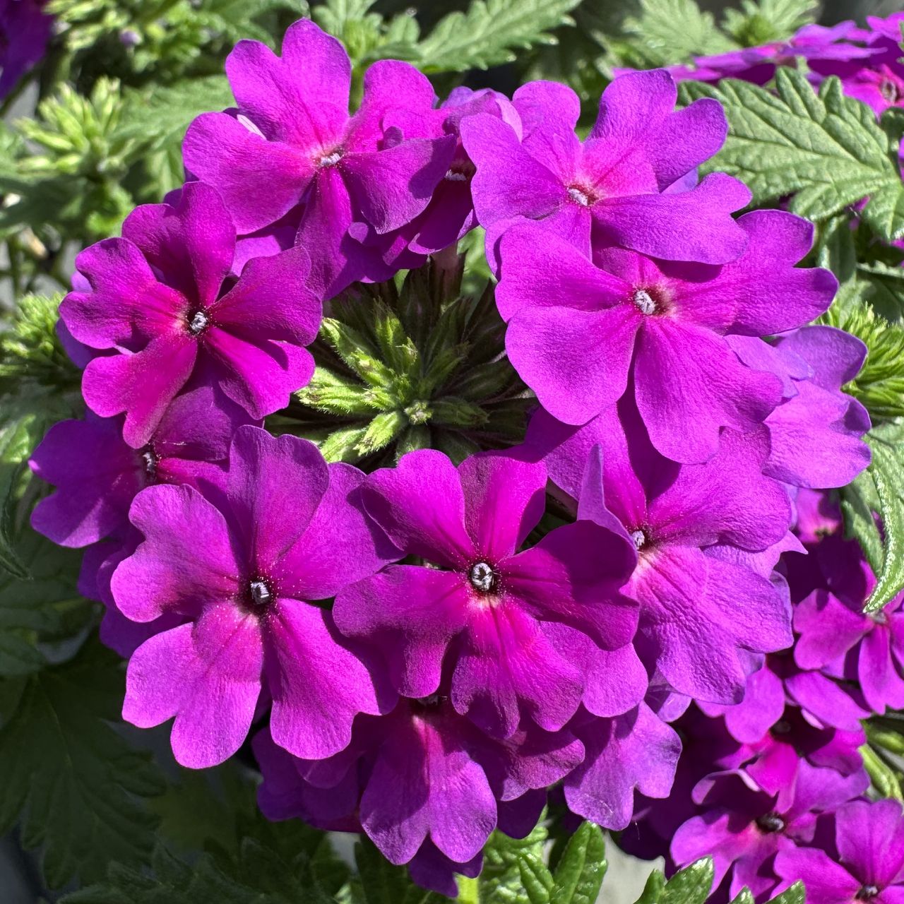 Majesty® Compact Violet, foto 1