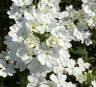Majesty® Compact White