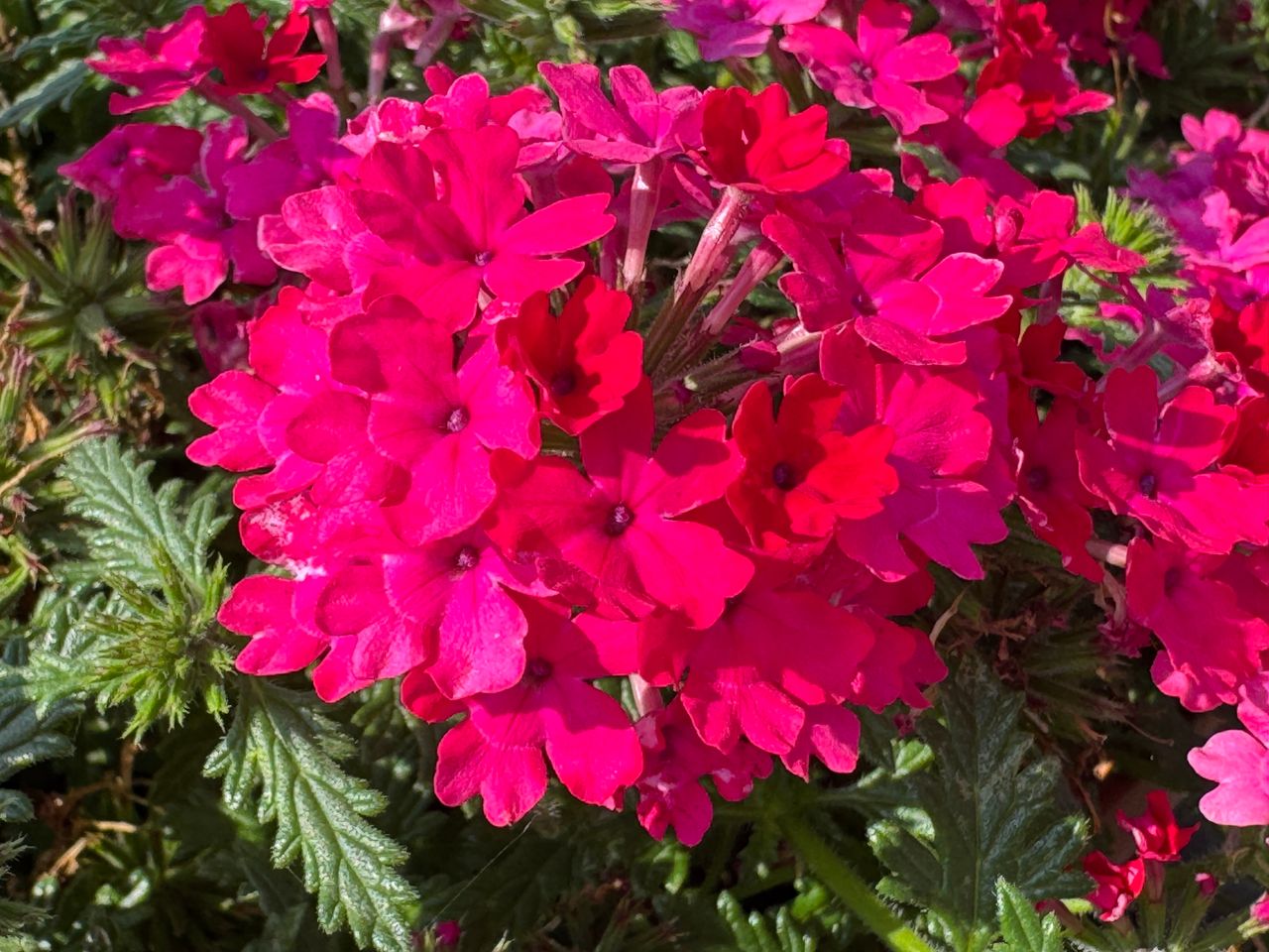 Majesty® Compact Hot Pink, photo 1