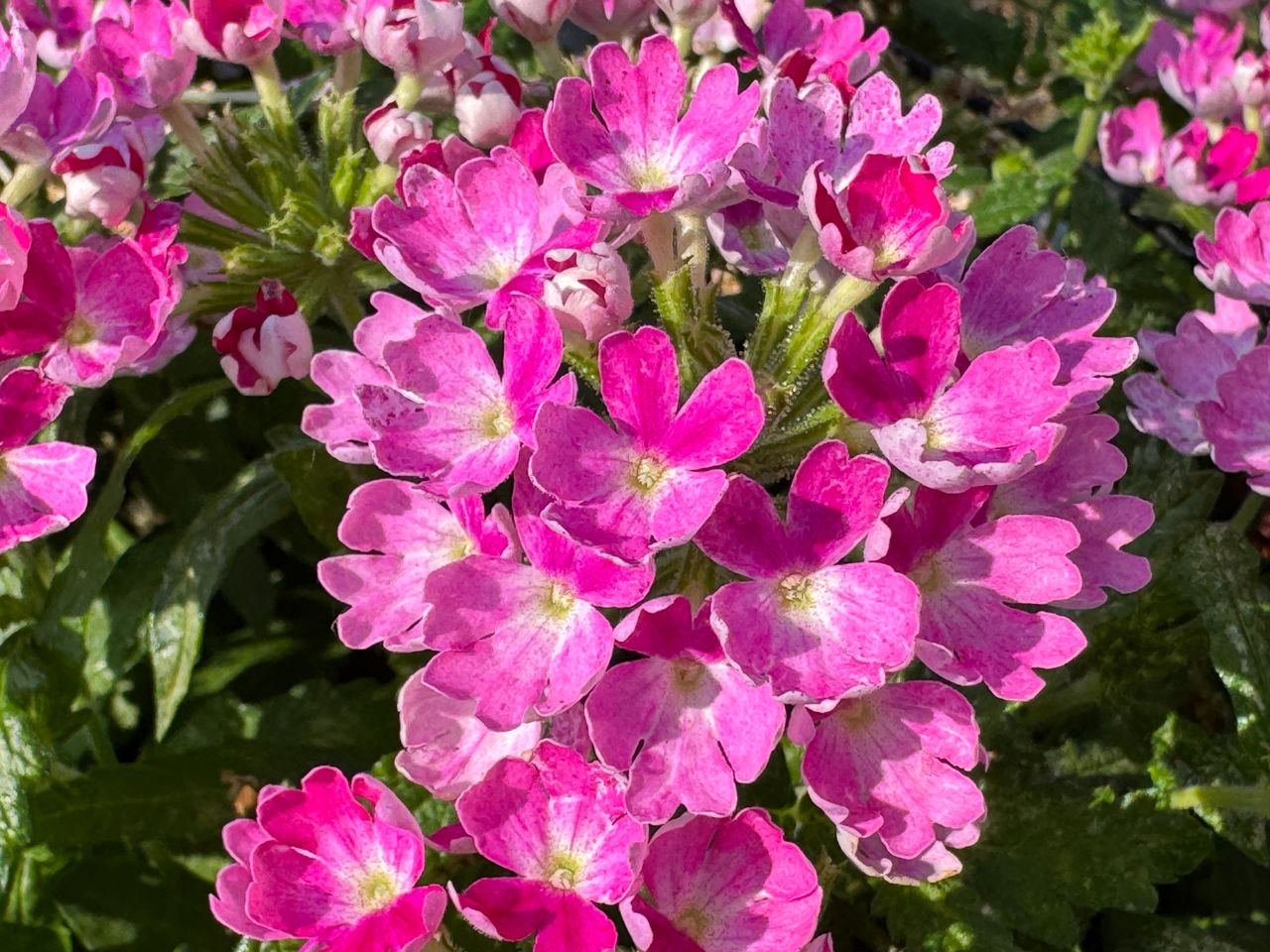 Majesty® Compact Bicolor Pink, photo 1