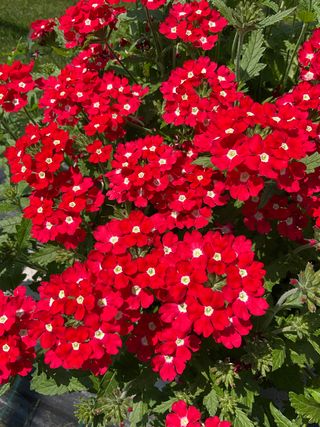 Majesty® Red