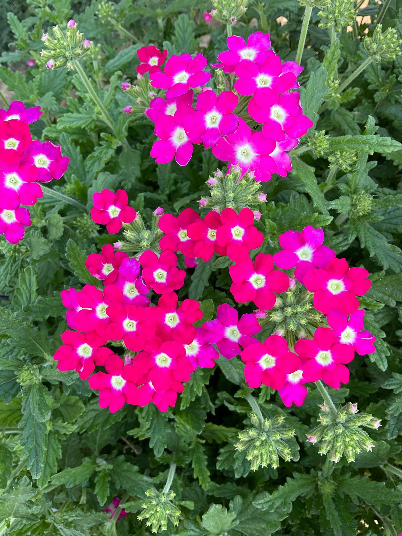 Majesty® Hot Pink, foto 1