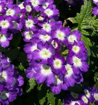 Majesty® Violet Blue