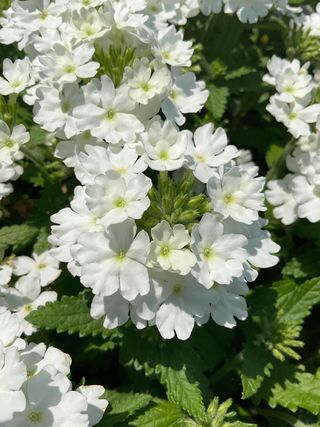 Majesty® White