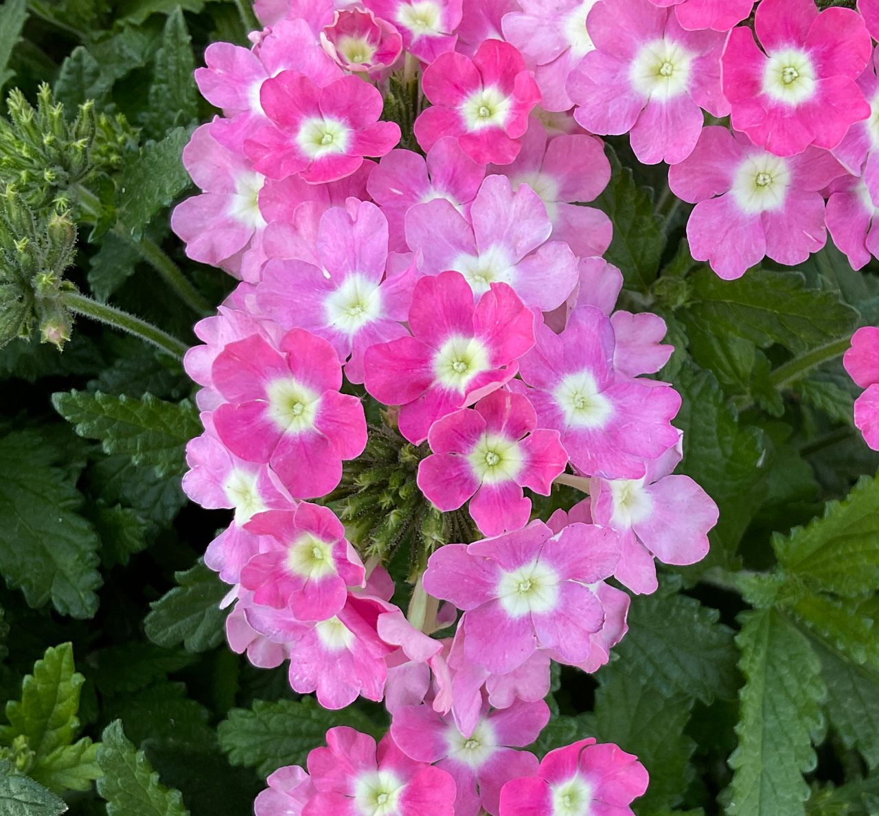 Majesty® Pink, photo 1