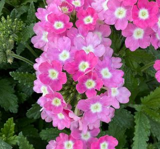Majesty® Pink