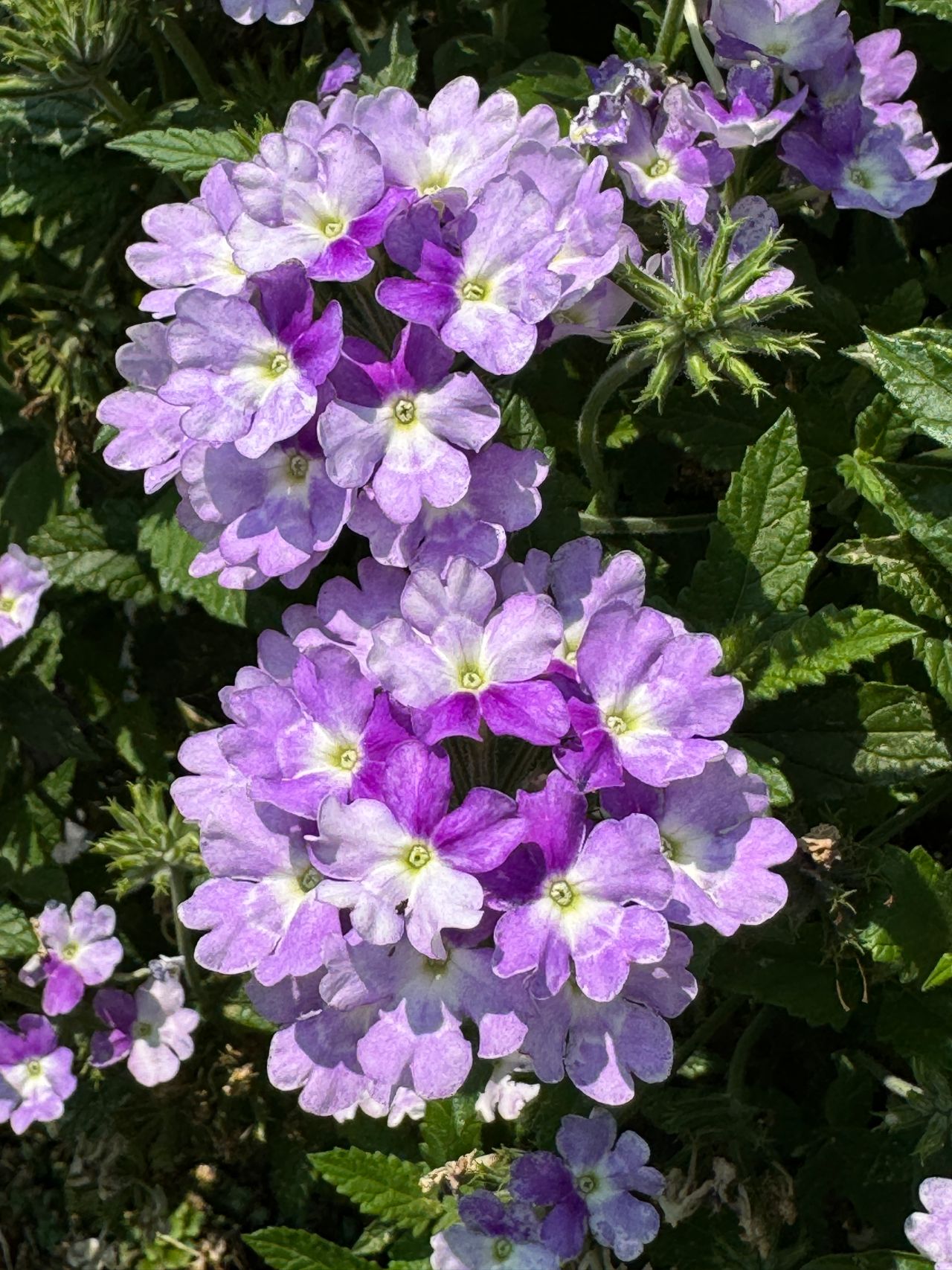 Verbena x hybrida, fotografia 1