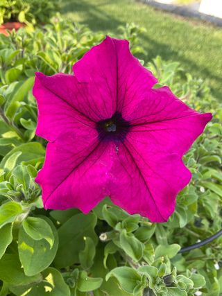 Surfinia Purple