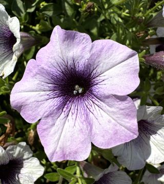 Surfinia Blue Vein