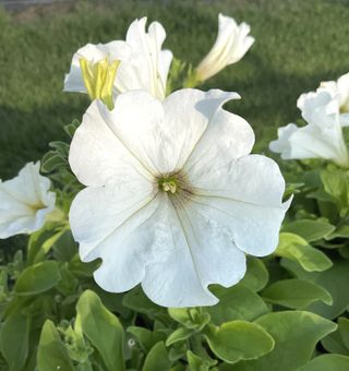 Surfinia White