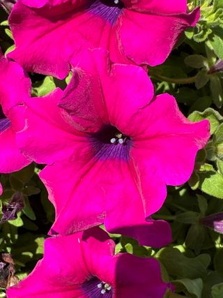 Surfinia Giant Purple