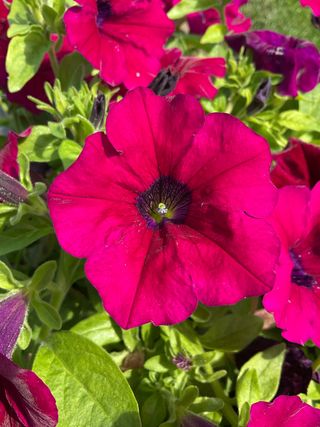 Surfinia Burgundy