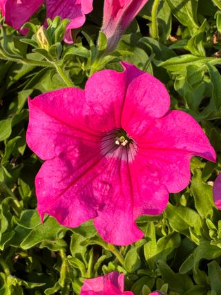 Surfinia Hot Pink