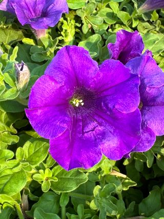 Surfinia Giant Blue
