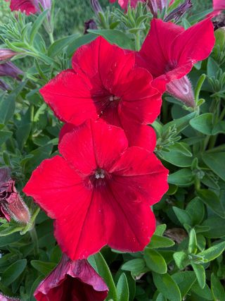 Surfinia Deep Red