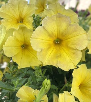 Surfinia Dark Yellow Morn