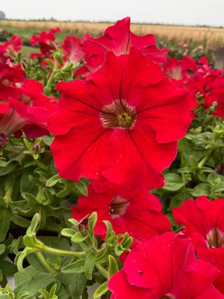 Surfinia Big Red