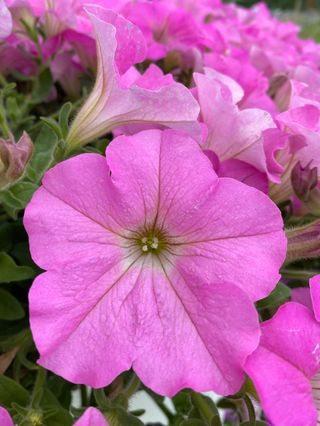 Petunia x atkinsiana