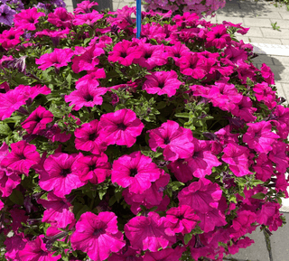 Surfinia Big Purple