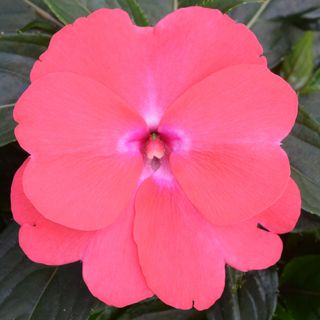 Impatiens x ibridi nuova guinea