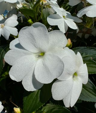 Sunpatiens Vigorous Clear White