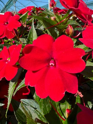 Sunpatiens Vigorous Red